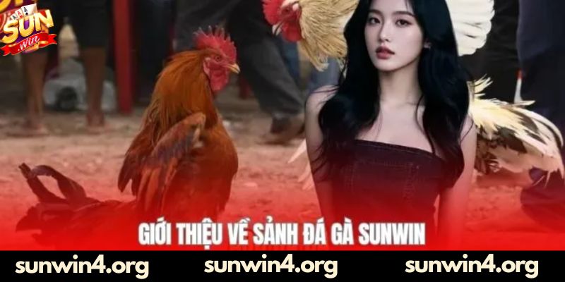 Giới thiệu chuyên mục đá gà hấp dẫn trên Sunwin