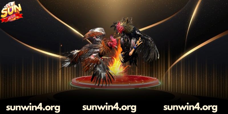 Cách tham gia đặt cược đá gà Sunwin cho game thủ